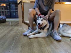 -Husky Go! 哈士奇体验馆·宠物咖啡厅狗咖