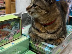 -猫的天空之城概念书店(杭州南宋御街店)