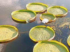 -荷塘月色湿地公园·向阳花洲