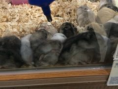 -龟与熊猫宠物公园(南坪店)