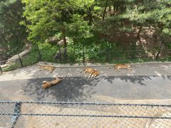 -大连森林动物园