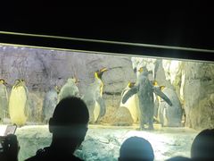 -大阪海游馆