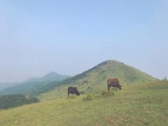 -大姆山草场
