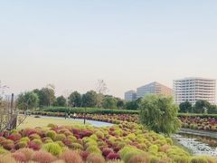 -春花秋色城市公园