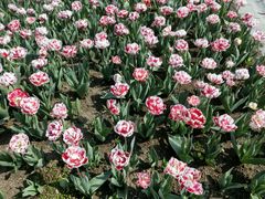 android_upload_pic-上海鲜花港