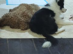 -艾贝尔宠物医院 ·中兽医·宠保定点(北门桥店)