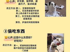 -佩兹宠物医院肿瘤专科·眼科·牙科(黄浦店)