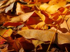 景点-白塘生态植物园