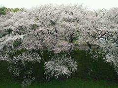 -名古屋城
