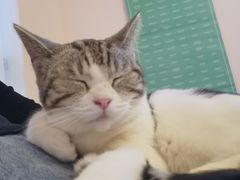 -Sweet cat·星愿猫咖(国贸大厦店)