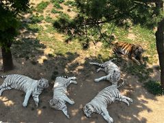 -西霞口神雕山野生动物世界