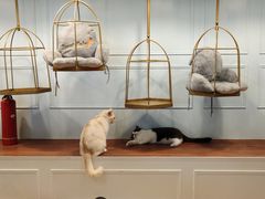 -遇见羊驼·奶狗咖·布偶猫咖·法斗柯基柴犬阿拉斯加(春熙路太古里IFS店)