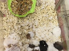 -钓仓鼠(洋桥北里小区店)