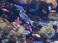 -悉尼海洋生物水族馆