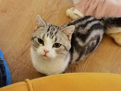 -1013 PET SHOP精品宠物商店(丁香店)