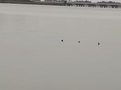 -丁香湖公园