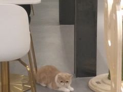 -飞行喵MR PILOT|猫舍·猫咖(静安大融城店)