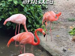 -清迈夜间动物园