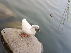 -莲湖公园