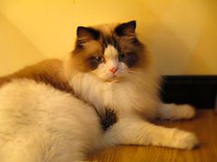 -滚猫咖啡·猫咖·猫友好撸猫(未来城店)