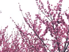 -桃花岭景区