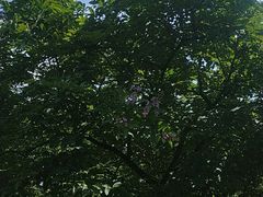 -南宁良凤江国家森林公园