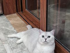 -喵zoo家庭繁育猫舍(尖东智能花园店)