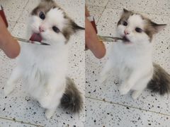 -猫域·湾主题猫咖·宠物吧(南坪城市广场店)