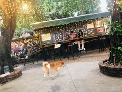 -柴犬高等学院·狗咖·柴犬售卖·宠物训练