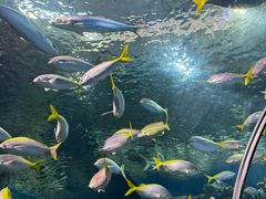 -上海海洋水族馆