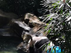 -深圳野生动物园