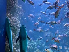 -海合安青岛极地海洋公园