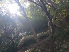 -紫金山山顶公园