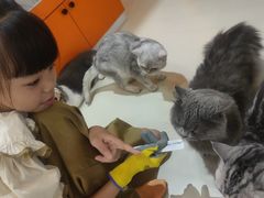 -三花喵·撸猫购宠·宠物生活馆(虹桥南丰城店)