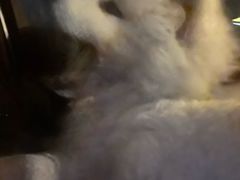 -乖乖宠物医院·猫科·骨科·24小时(云岗分院)