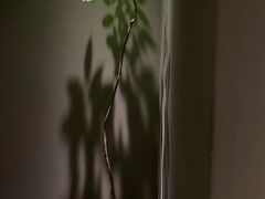 -青桃餐厅