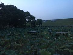 -江西景德镇玉田湖国家湿地公园