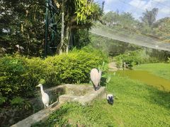 -吉隆坡雀鸟公园