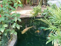 -Fern Forest Cafe