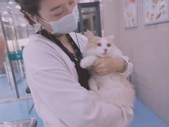 -万博宠物医院·手术·诊疗(未央凤城五路店)