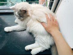 -楼上猫咖(罗湖店)