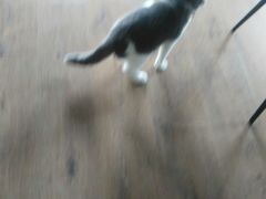 -东方名猫馆·英短金渐层布偶猫舍(环线广场1号楼店)