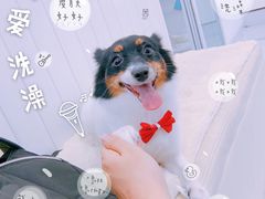 -BABYDOG宝贝狗宠物乐园(欧洲城店)