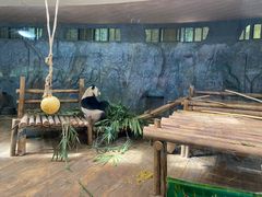 -深圳野生动物园