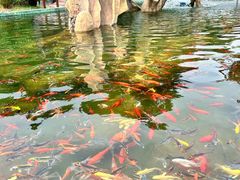 -荷兰花海