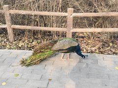 -北京麋鹿生态实验中心