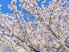 -高东镇樱花园