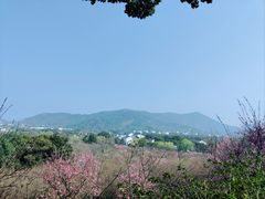 -香雪海