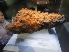 -湖南省地质博物馆