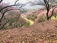 -新建村梅花